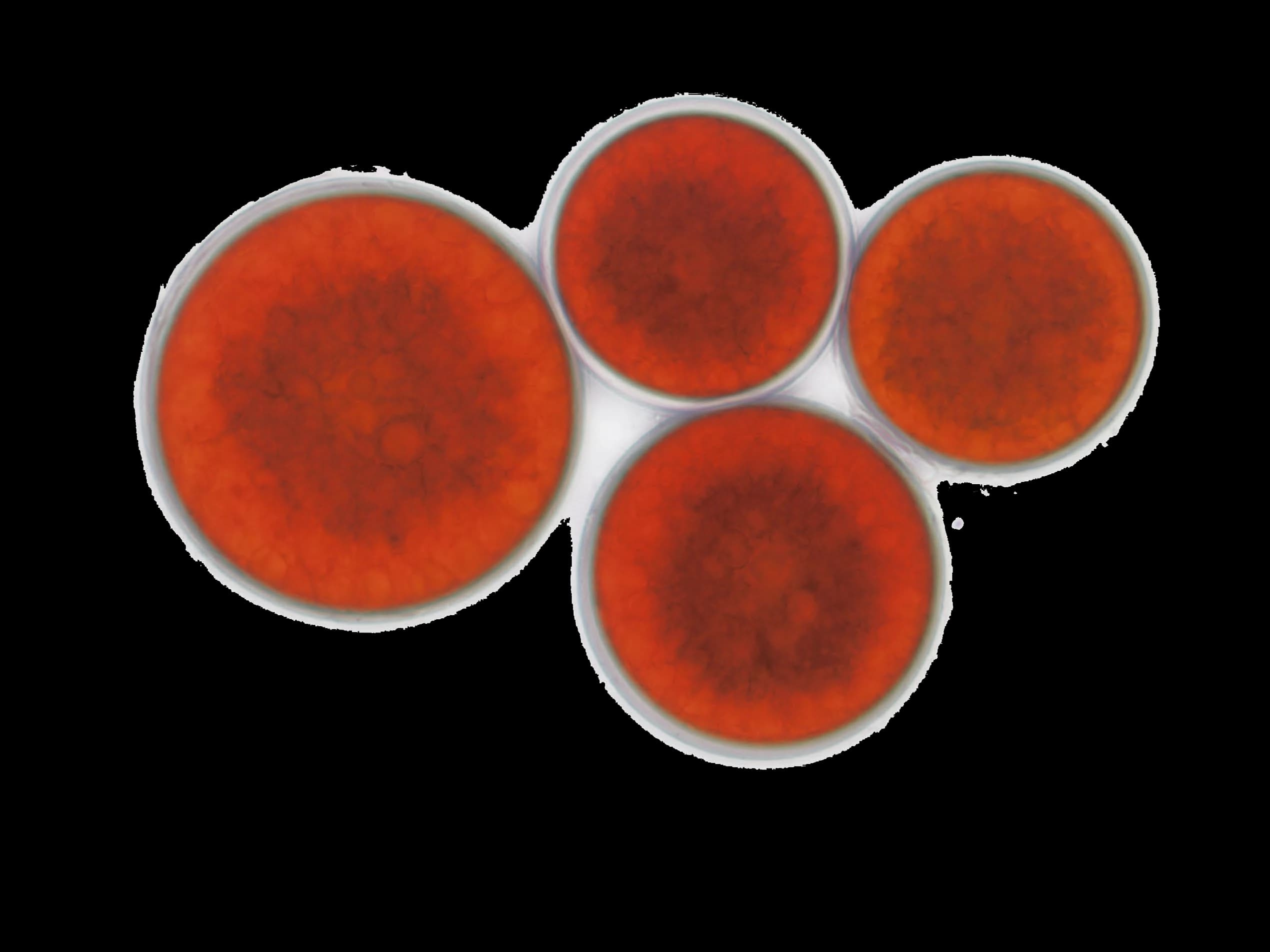 Astaxanthin-rich microalgae cells